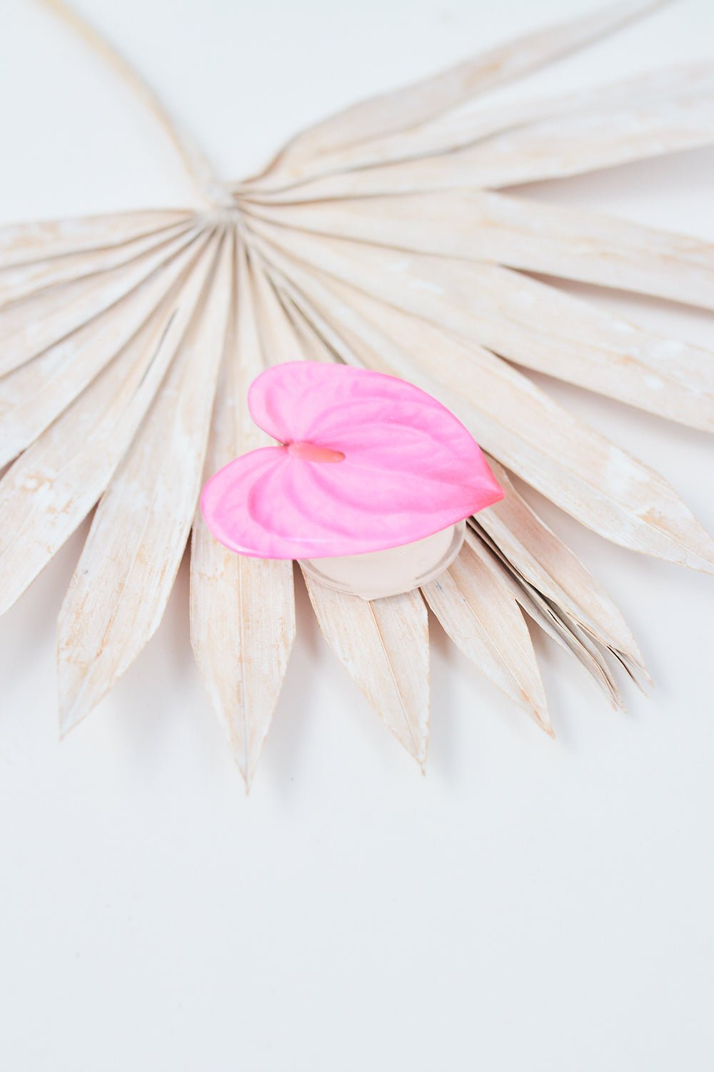 Pink Anthurium