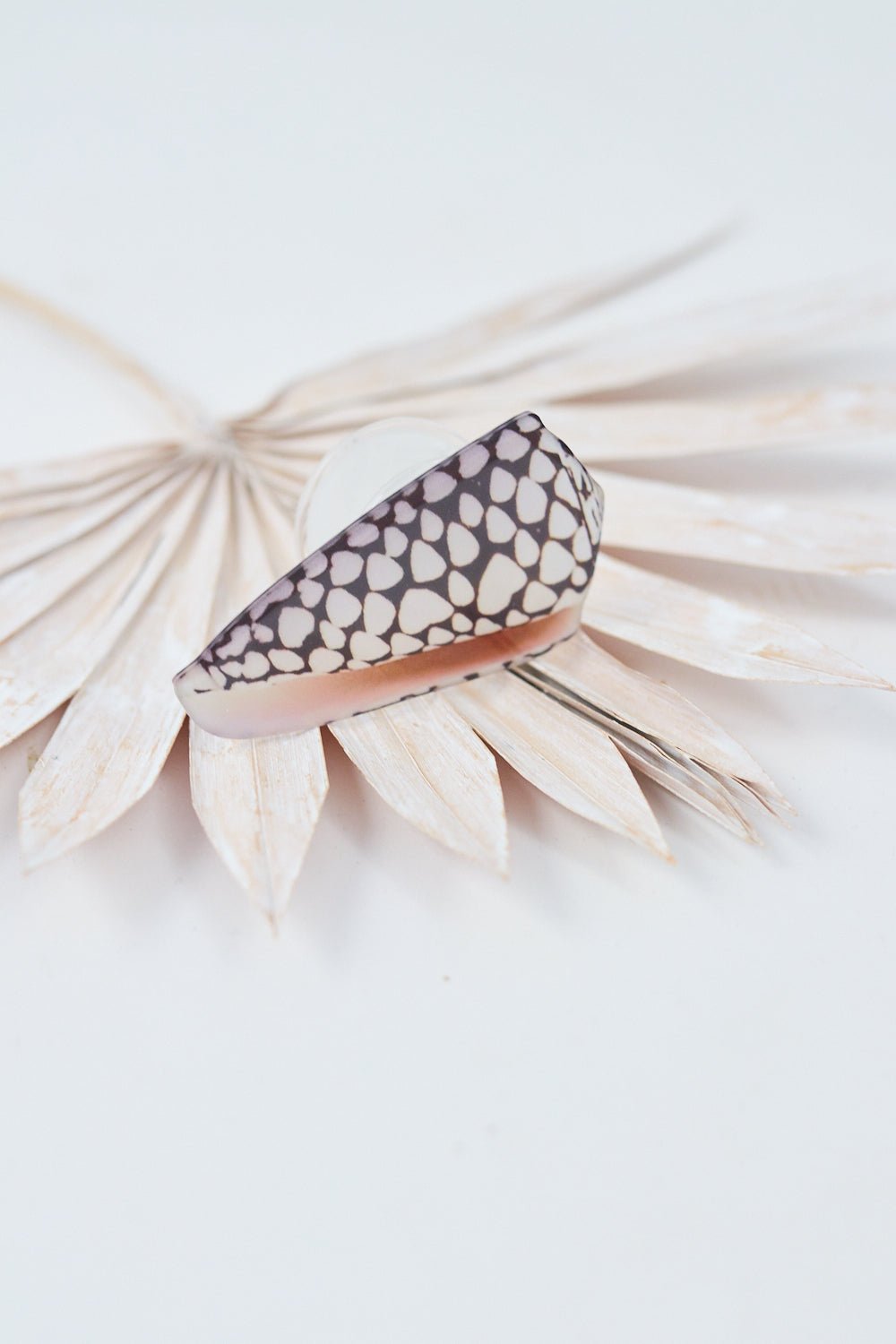 Marble Cone Shell