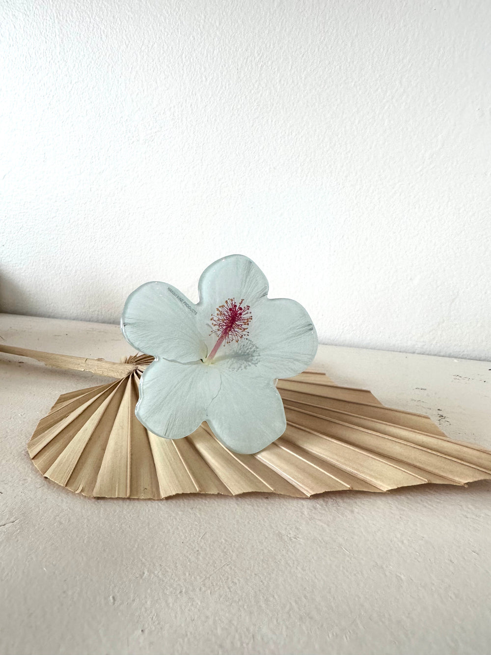 White Hibiscus