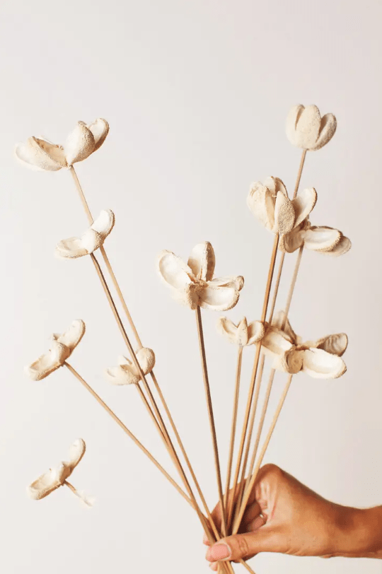 Cream Billet Pods Flowers - Driftwood Maui & Home By Driftwood