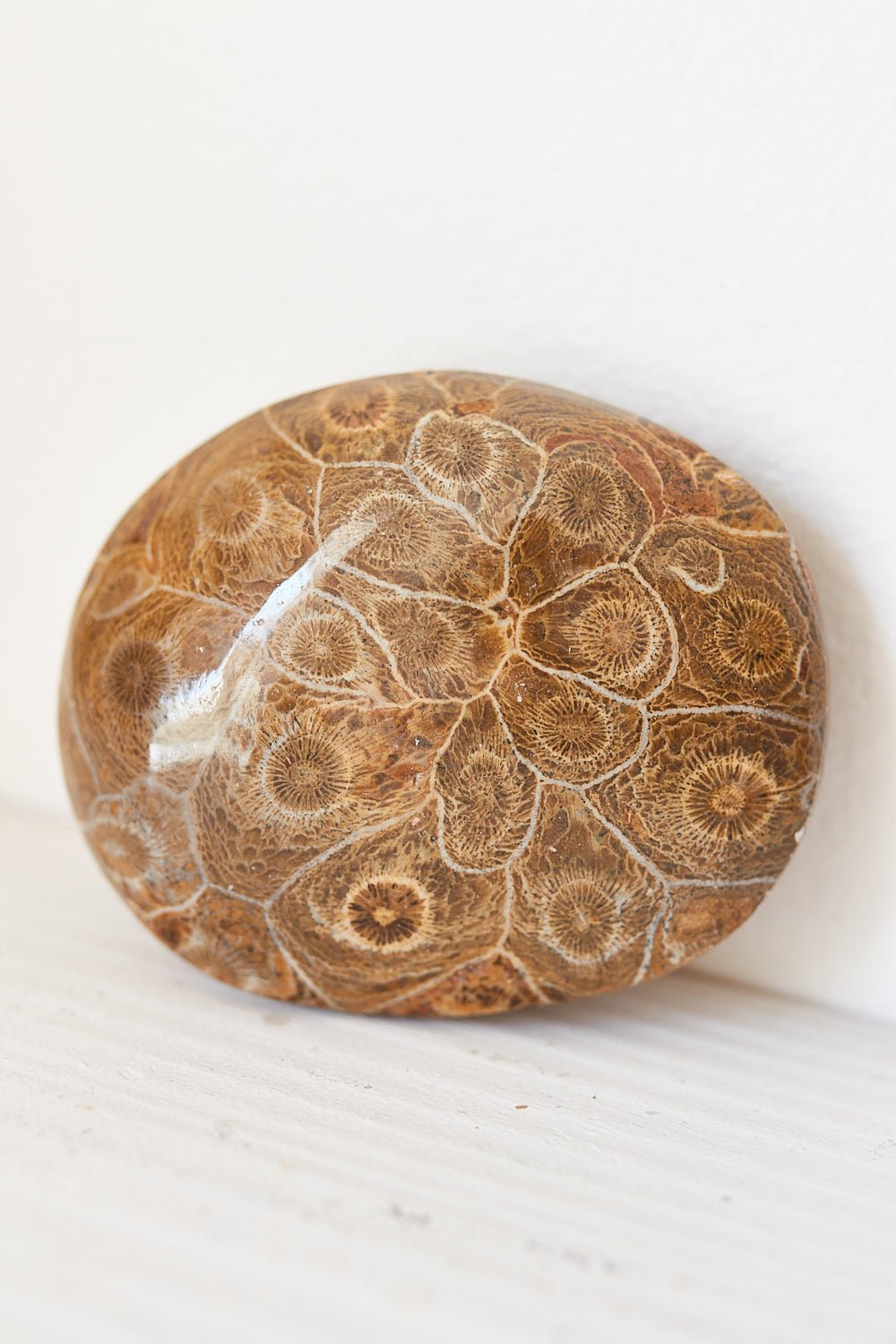 Fossil Coral Pebble