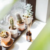 NO. 29: PIÑON REED DIFFUSER