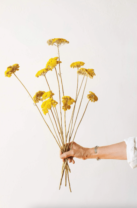 Yellow Yarrow - Driftwood Maui & Home By Driftwood