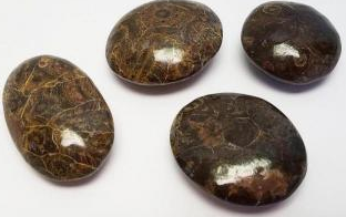 Fossil Coral Pebble